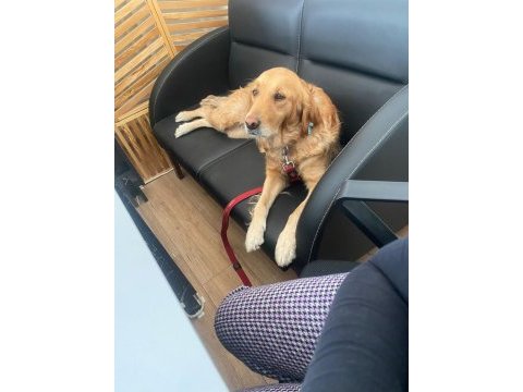 Ücretsiz takip şartıyla sahiplendirilecek golden retriever