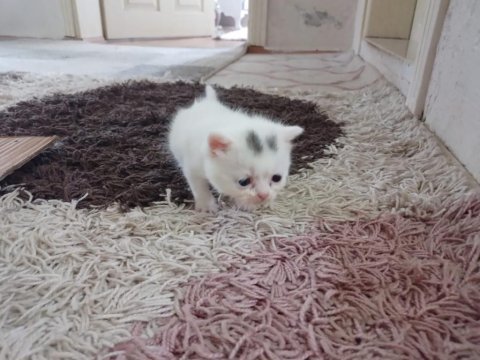 British shorthair yavrularımız rezerveye uygundur