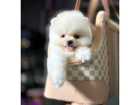 Pomeranian boo yavrum