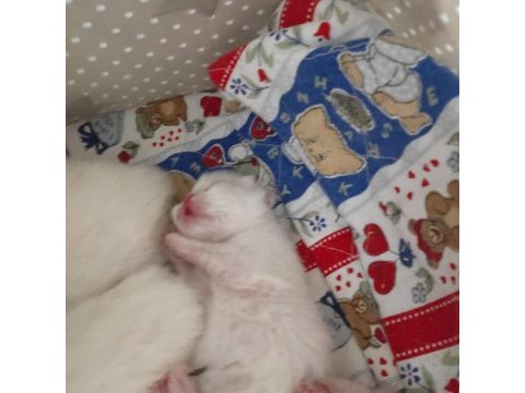 Yavrularımız veteriner bakımlıdır exotic shorthair