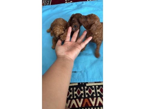 Toy poodle yavrularımız