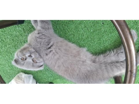 2 aylık yavru scottish fold