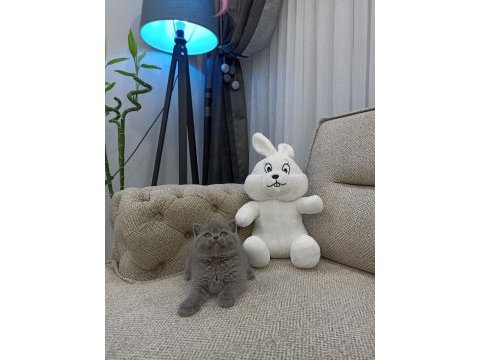 Ayı surat british shorthair
