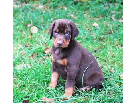 Doberman iyisi değil en iyisi kapıda ödeme mevcut
