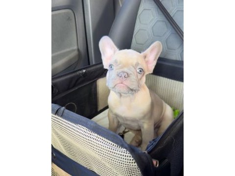 French bulldog yavruları
