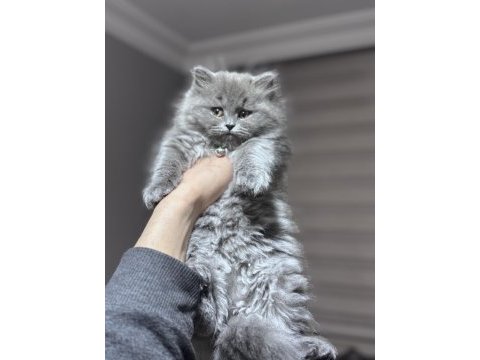 Ankaranın en iddialı dişi british longhair bebeği