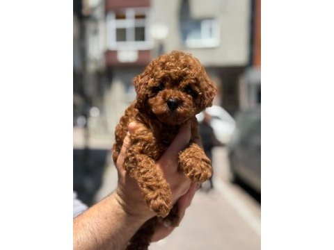 Toy poodle köpeği