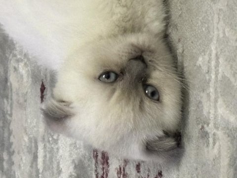 Safkan british shorthair