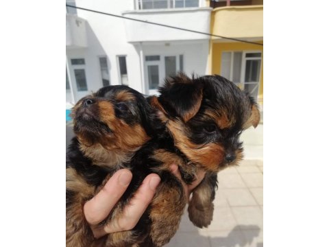 Yorkshire terrier