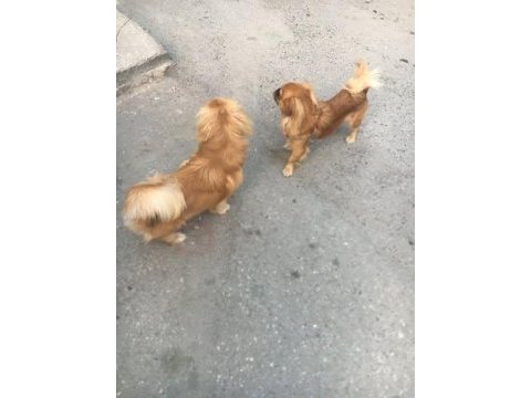 Pekinez köpeğim