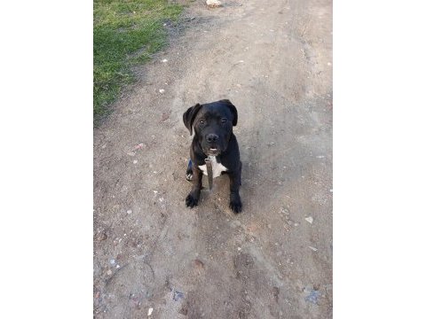 6 aylık cane corso erkek