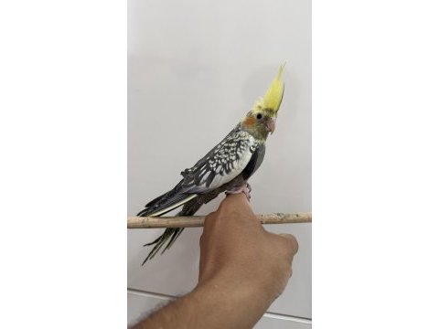 Sultan papağanlarımız sahiplendirilecektir