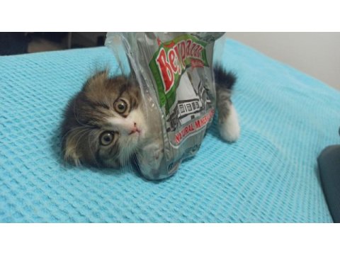 Scottish fold