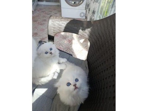 Sıfır kulak top kafa scottish fold bebekler