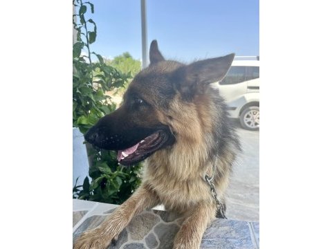 1 yaşında alman kurdu ücretli