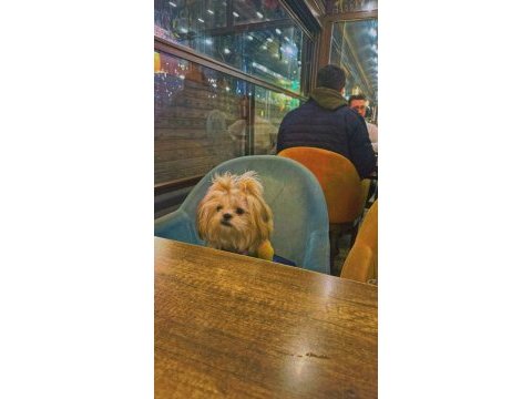 Shih tzu 2023 doğumlu yetişkin dişi