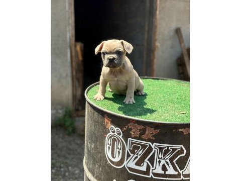 Teslim hazır izabella+flufy carrier french bulldog yavrular