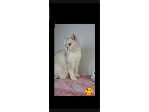 British shorthair silver ns11