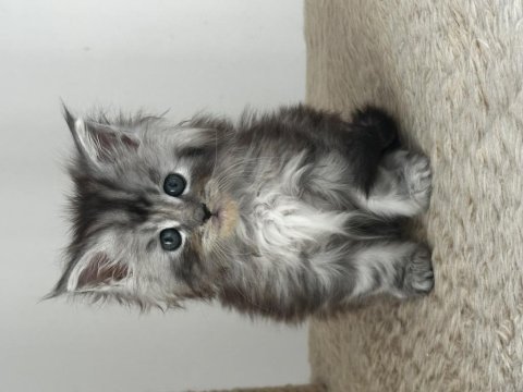 Tablo gibi güzel bir kız saf kan maine coon