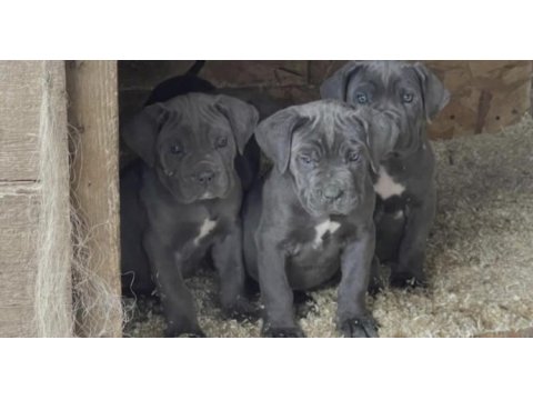 Cane corso köpeğimiz için ulaşın