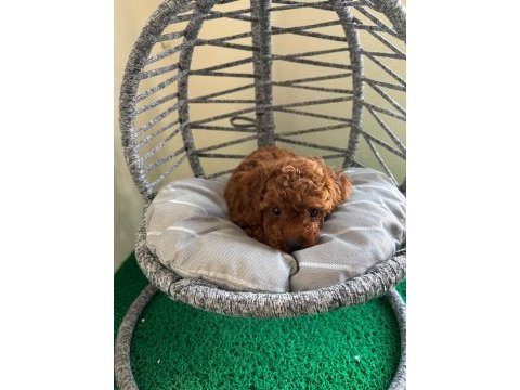 Toy poodle yavrularımız