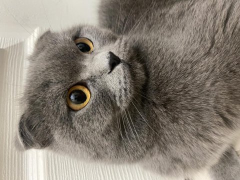Scottish fold kızımız mia sahiplendirilecektir