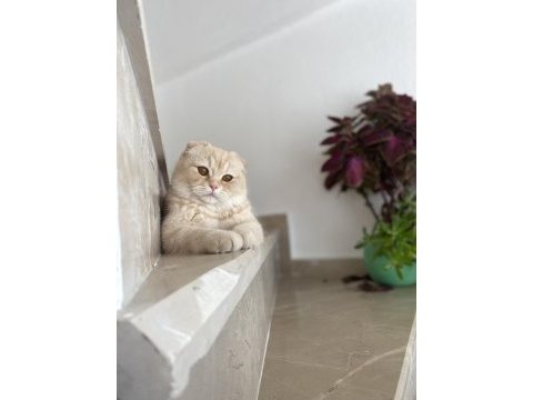 Scottish fold oğlumuza eş