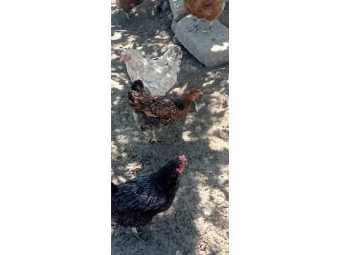 Cins tavuklar