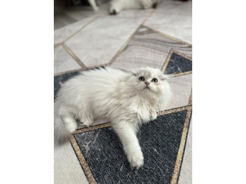 Dünyalar güzeli scottish fold bebekler