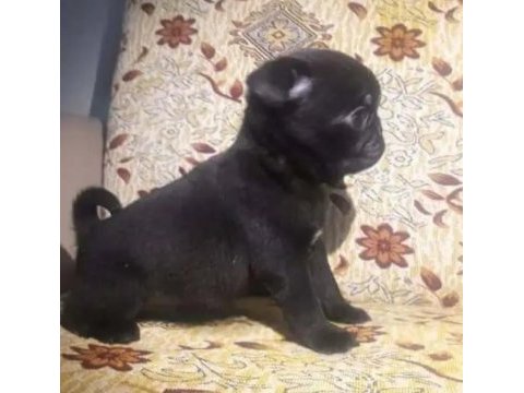 Pug mops yavruları