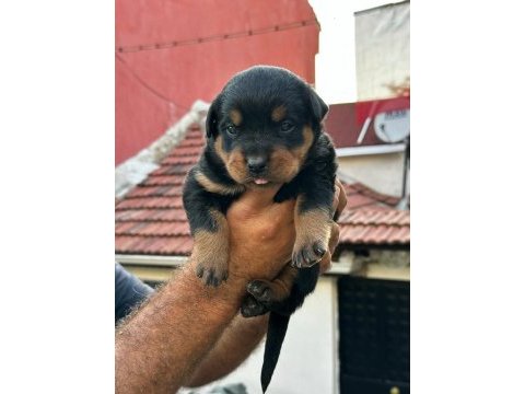 Macar kafa rottweiler yavrular