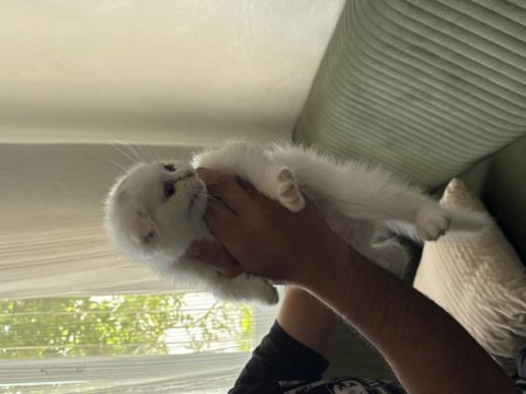 2,5. aylık scottish fold
