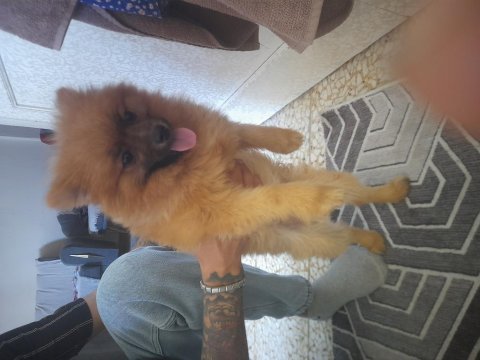 Sahiplenmek isteyenler için pomeranian