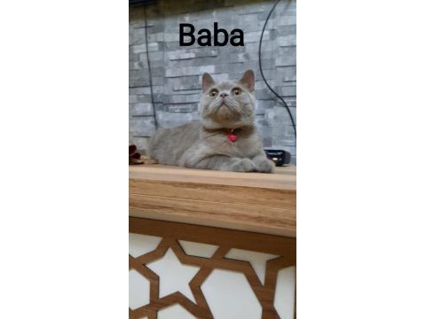 Tek kalan yavru kedimiz mavi gözlü anne baba ekde