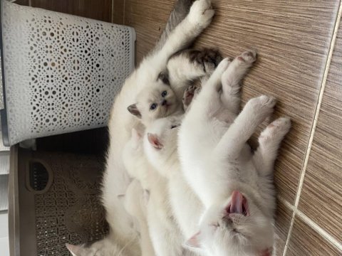 Bluepoint british shorthair yavrular