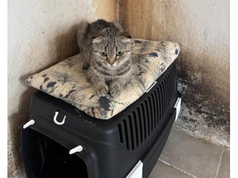 Bu minik kedilere ömürlük yuva