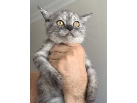 Show kalite safkan british shorthair yavrular