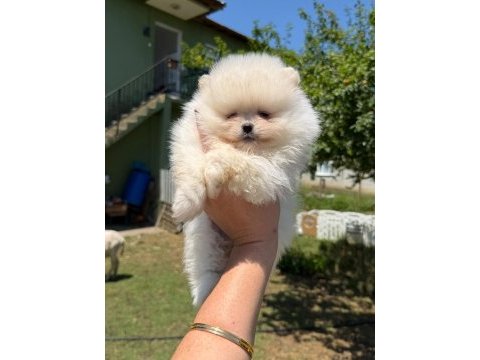 Evizin neşesi tatlı pomeranian