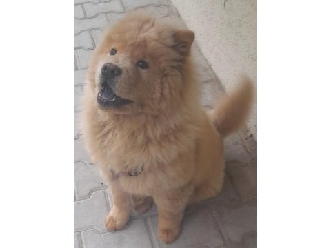 4 aylık erkek çin aslanı