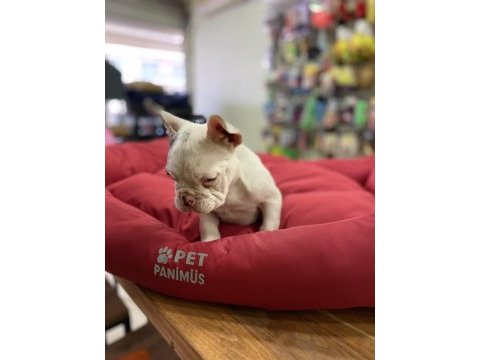 Mavi gözlü maskeli french bulldog erkek yavrumuz