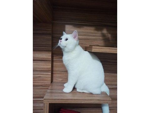 7 aylık göz british shorthair bebeğimiz