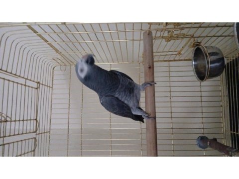 Konuşan jako papağanı