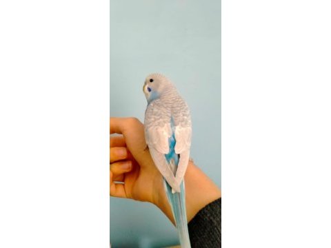 2 aylık sevimli muhabbet kuşu yavruları