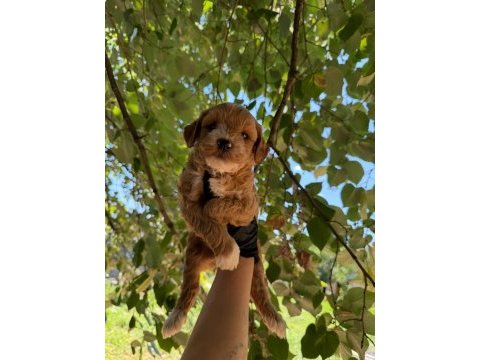 Maltipoo bebekler 