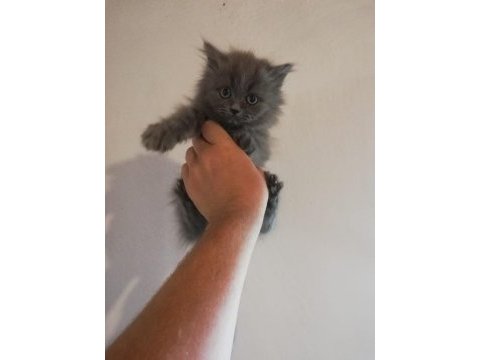 2 aylık british longhair dişi yavrular