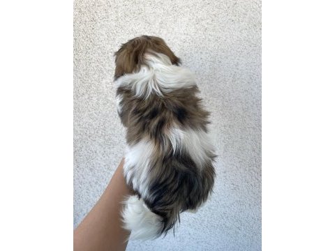 Özel renk shih-tzu yavrular