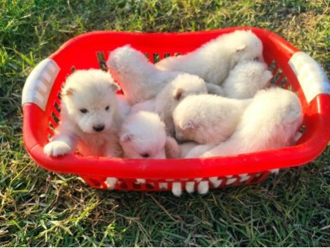 Kar beyazı samoyed yavrularımız yeni sahibini arıyor