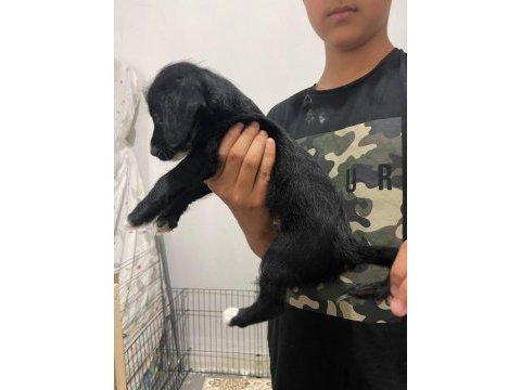 Dişi erkek üst kalite maltese bebekler
