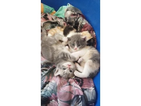 Babası exotic annesi scottish fold