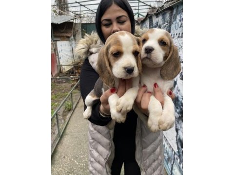 Sağlık ve ırk garantili safkan beagle yavrularım